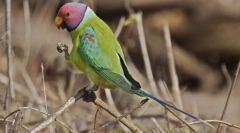 Parrot prsten redogol